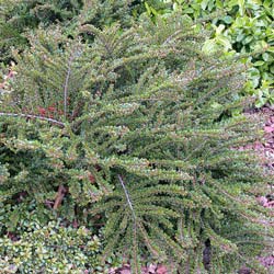 Cotoneaster horizontal